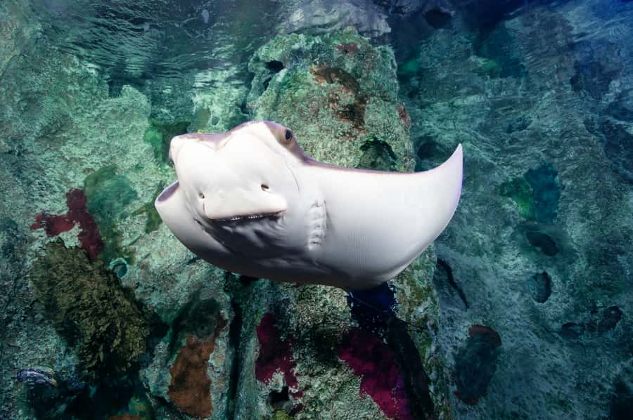 Las Vegas: Shark Reef Aquarium Entry Ticket - Where It Fits on a Las Vegas Day Around Mandalay Bay