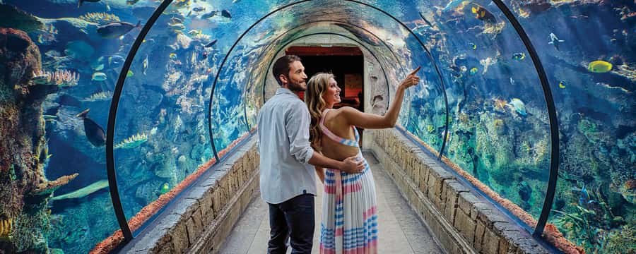 Las Vegas: Shark Reef Aquarium Entry Ticket - The 360° Shark Tunnel and the 1.3 Million Gallon Shipwreck