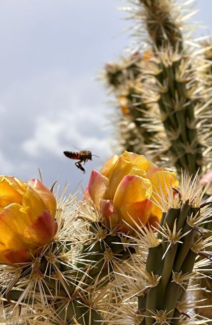 Las Vegas: Small Group Grand Canyon Skywalk, Hoover Dam Tour - Food, water, and the real value of the $195