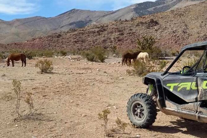 Las Vegas UTV Tour - Joshua trees, canyon walls, and wildlife you might actually spot