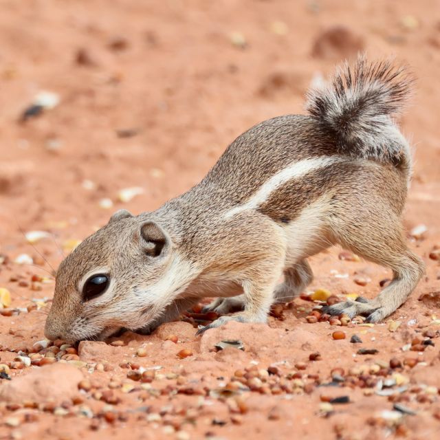 Las Vegas: Valley of Fire and Red Rock Canyon Day Trip - Red Rock Canyon: a short stop that still changes your day
