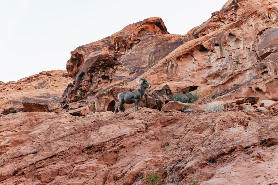 Las Vegas: Valley of Fire Guided Hike with Drinks and Snacks - What to pack (and what to skip) for a smooth desert hike
