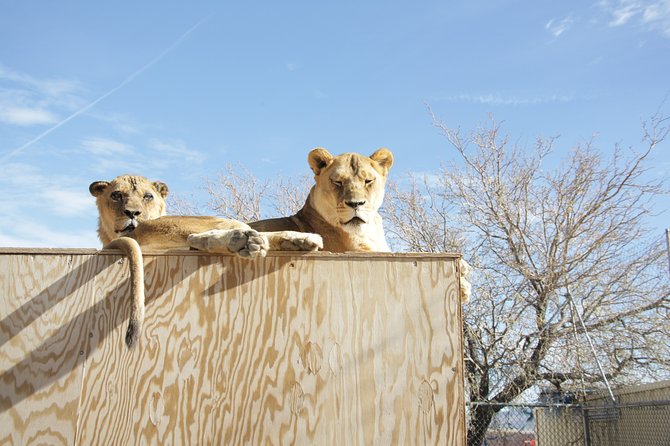 Lion Habitat Ranch Admission Ticket in Las Vegas - Lion Habitat Ranch in Las Vegas: what you’re really paying for