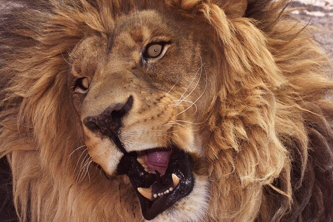 Lion Habitat Ranch Admission Ticket in Las Vegas - Walking the ranch: your self-guided route and what you’ll actually see