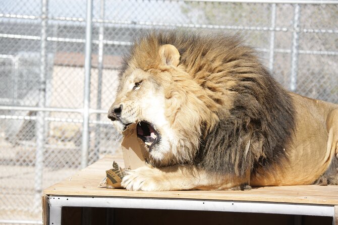 Lion Habitat Ranch Admission Ticket in Las Vegas - Timing rules that affect your visit (and your photos)