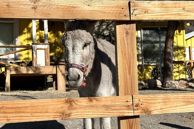 Oatman Mining Camp, Burros, Scenic RT 66 Direct From Las Vegas - What group size and comfort mean for your day