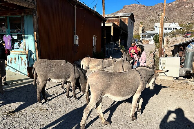 Oatman Mining Camp, Burros, Scenic RT 66 Direct From Las Vegas - Who this Oatman and Burros tour suits best