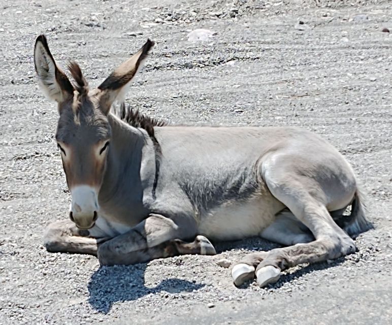 Oatman Mining Village: Burros/Route 66 Scenic Mountain Tour - Timing and what to wear: a practical checklist