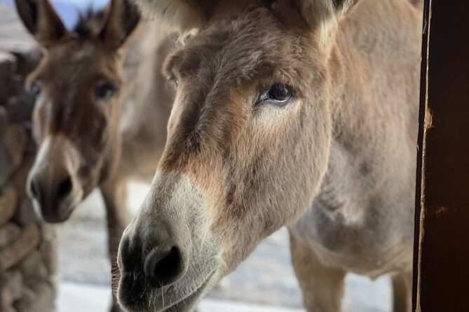 Oatman Old West Town: Route 66, Museum & Black Mountain Drive - Getting There: Laughlin Pickup and the Ride Time Reality