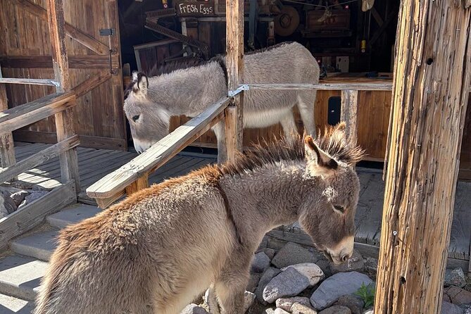 Oatman Old West Town: Route 66, Museum & Black Mountain Drive - What’s Included (and What You’ll Need to Pay For)