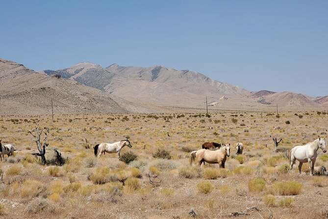 Off Road UTV Adrenaline Experience in Las Vegas - Midpoint photo stop and driver changes: why the timing feels right
