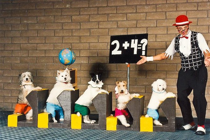 Popovich Comedy Pet Theater at Planet Hollywood Resort and Casino - During the Show: What the Program Feels Like From Row-Level Reality