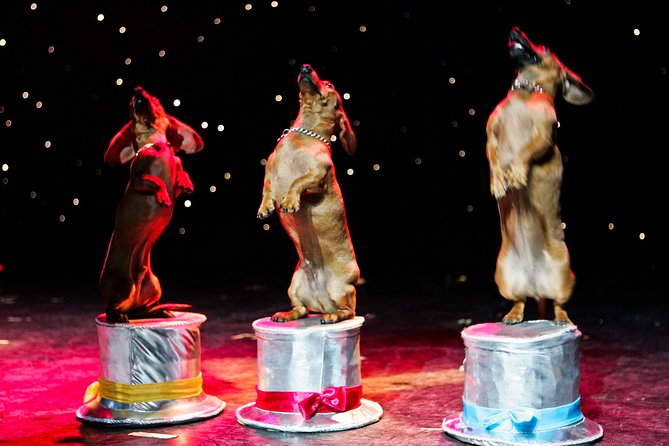 Popovich Comedy Pet Theater at Planet Hollywood Resort and Casino - After the Curtain: Turning a 2:30 pm Show Into a Full Strip Day