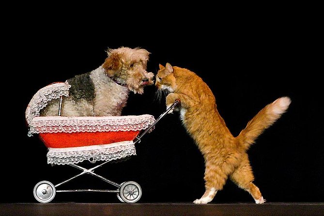 Popovich Comedy Pet Theater at Planet Hollywood Resort and Casino - Should You Book Popovich Comedy Pet Theater?
