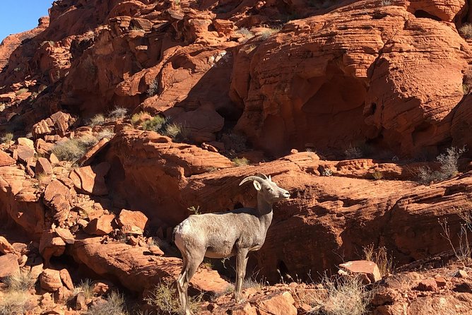 Private Valley of Fire Hiking Tour from Las Vegas - White Domes Trail: the 1.1-mile moderate loop that earns your camera roll