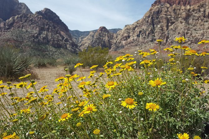 Red Rock Canyon eBike Half-Day Tour - Electric assist reality check: easy for most, not zero effort