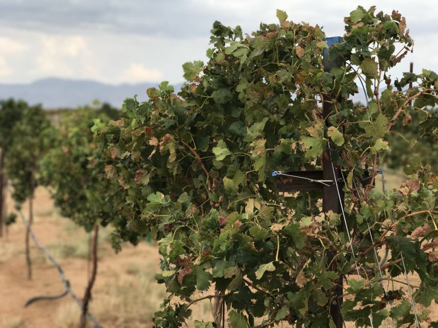 Scenic Desert Wine, Distillery Tastings/Brewery/RT66 & Lunch - Black Bridge Brewery for beer tasting, then lunch from Siren’s Cafe