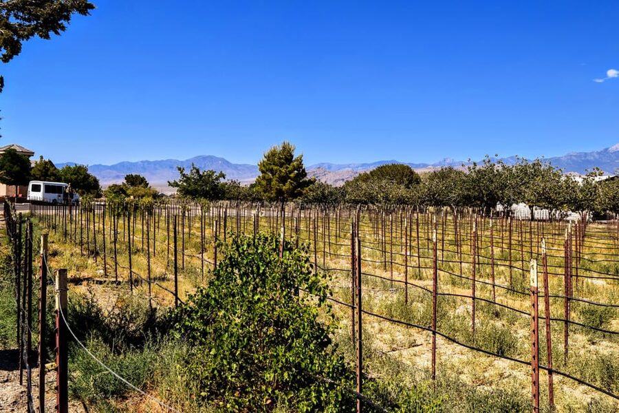 Scenic Las Vegas / Pahrump Wine Tasting Tour and Food - FAQ