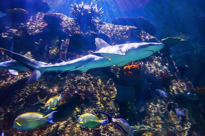 Shark Reef at Mandalay Bay Hotel and Casino - Touchpool time: stingrays and horseshoe crabs up close