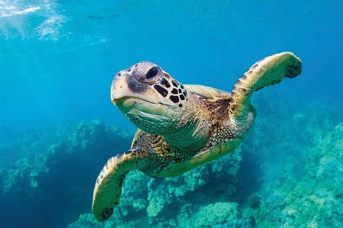 Shark Reef at Mandalay Bay Hotel and Casino - Undersea Explorer VR Theater: the added wow factor (and its limits)