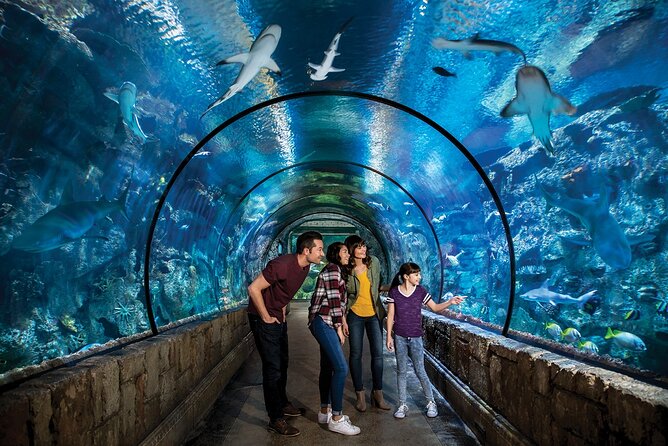 Shark Reef at Mandalay Bay Hotel and Casino - How long it takes in real life (and how to plan around the heat)