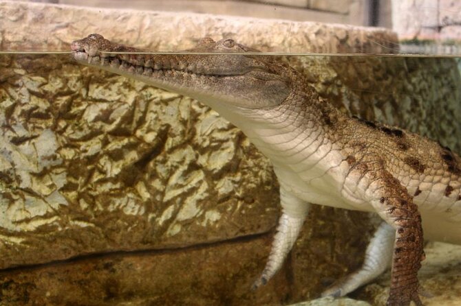 Shark Reef at Mandalay Bay Hotel and Casino - Price and value: is $29.75 a fair deal in Vegas?