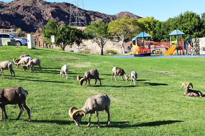 Small-Group Hoover Dam Tour from Las Vegas - Hemenway Park and bighorn sheep: the nature stop with meaning