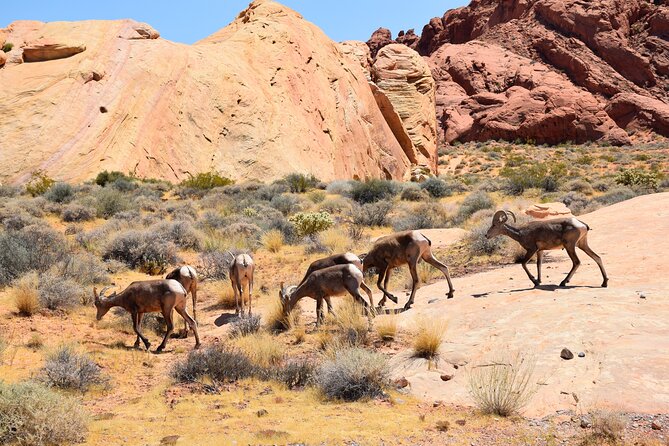 Valley of Fire and Lost City Museum Tour from Las Vegas - Lost City Museum: Pueblo Artifacts and Ruins You Can Feel