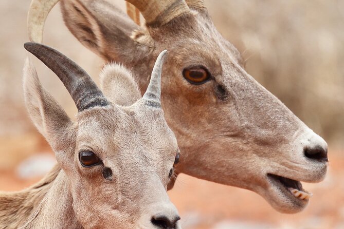 Valley of Fire and Red Rock Canyon Day Tour from Las Vegas - Pacing, timing, and comfort on an 8-hour desert day