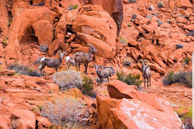 Valley of Fire State Park Day Tour from Las Vegas - Key highlights