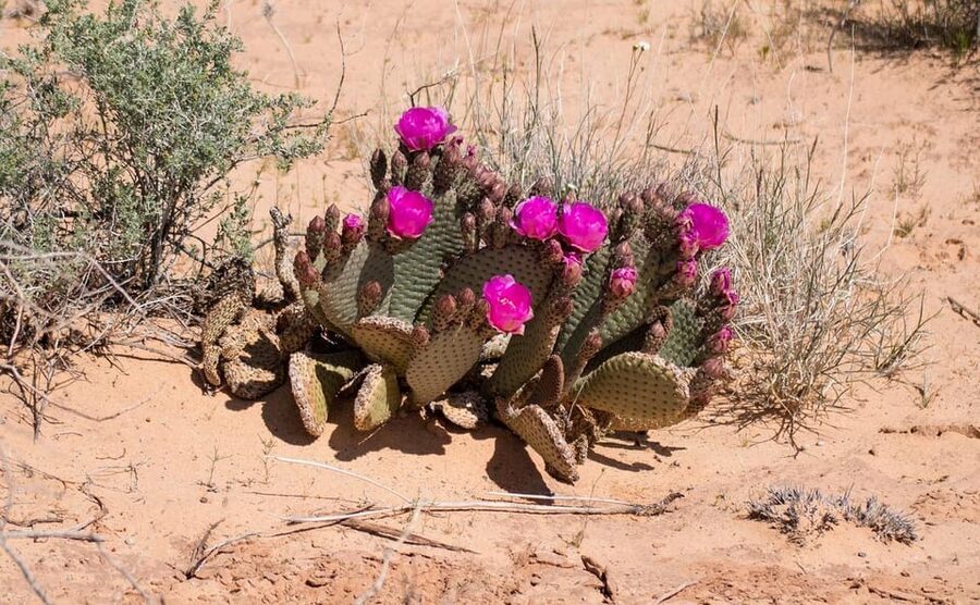 Valley of Fire VIP Small Group Tour From Las Vegas - Key Things I’d Book This For