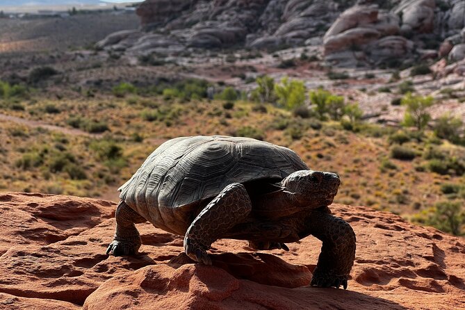Valley of Fire & Zion Park, 1-Day Tour from Las Vegas - Mesquite lunch stop: where you reset before the main parks