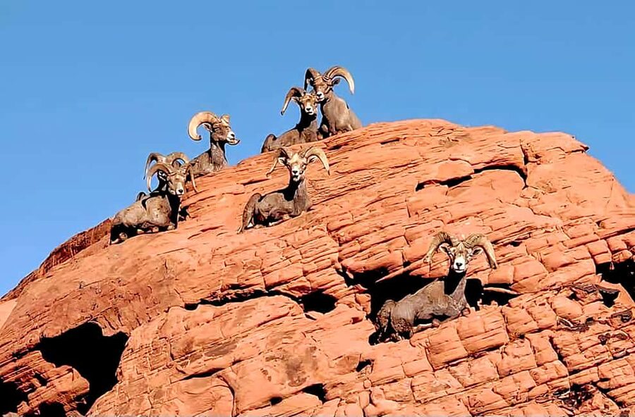 Valley of Fire - Pickup, luxury SUV comfort, and small group attention