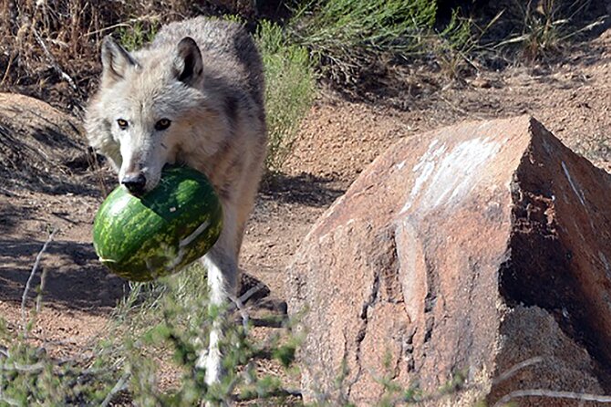 Wild Animal Nature Park Scenic Route 66 Crozier Canyon - The animal lineup: what you can expect to see