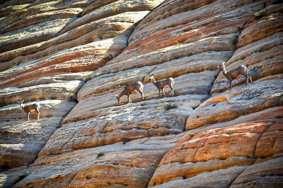 Zion National Park Small Group Adventure from Las Vegas - What the guide brings to the day (and why it changes your photos)